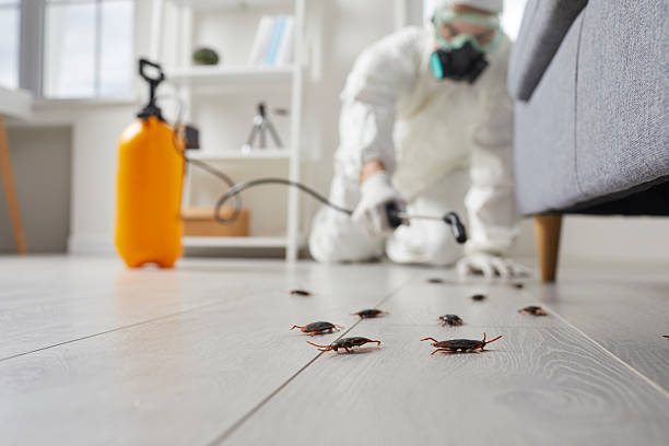 Affordable Rodent Control solutions in Fraser, MI